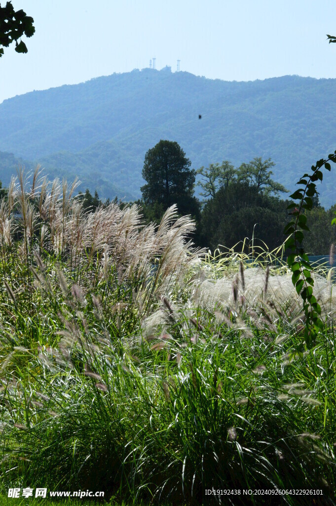 芒草风景 