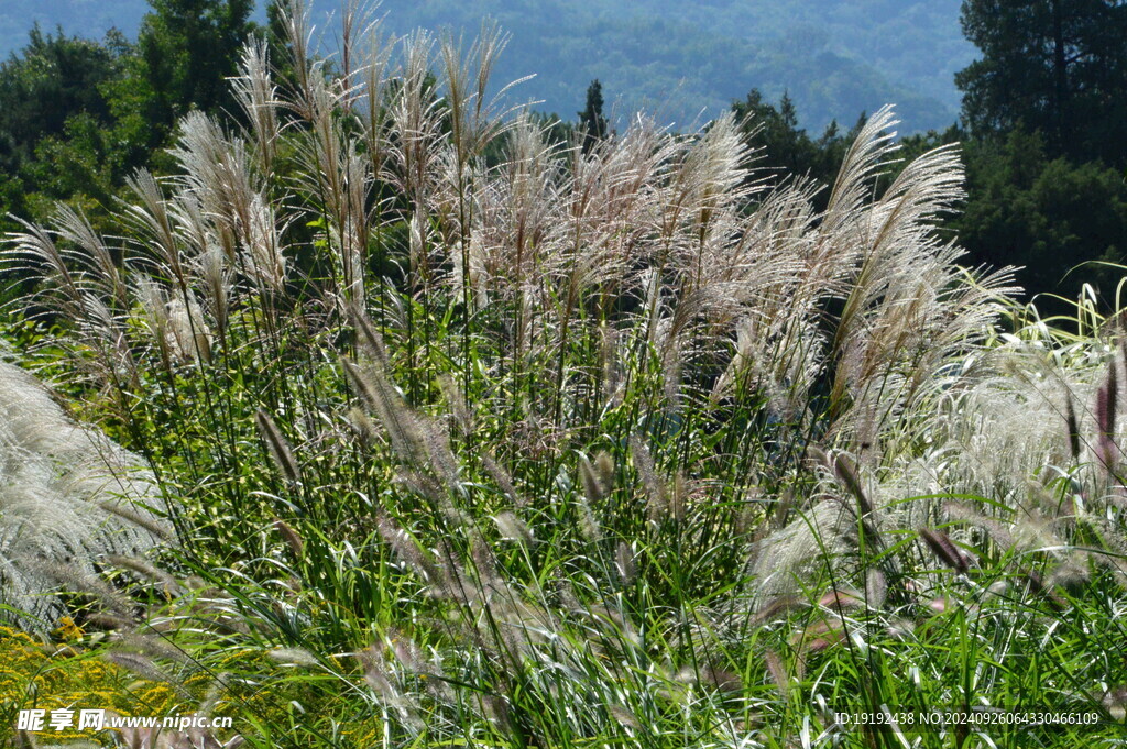 芒草风景  