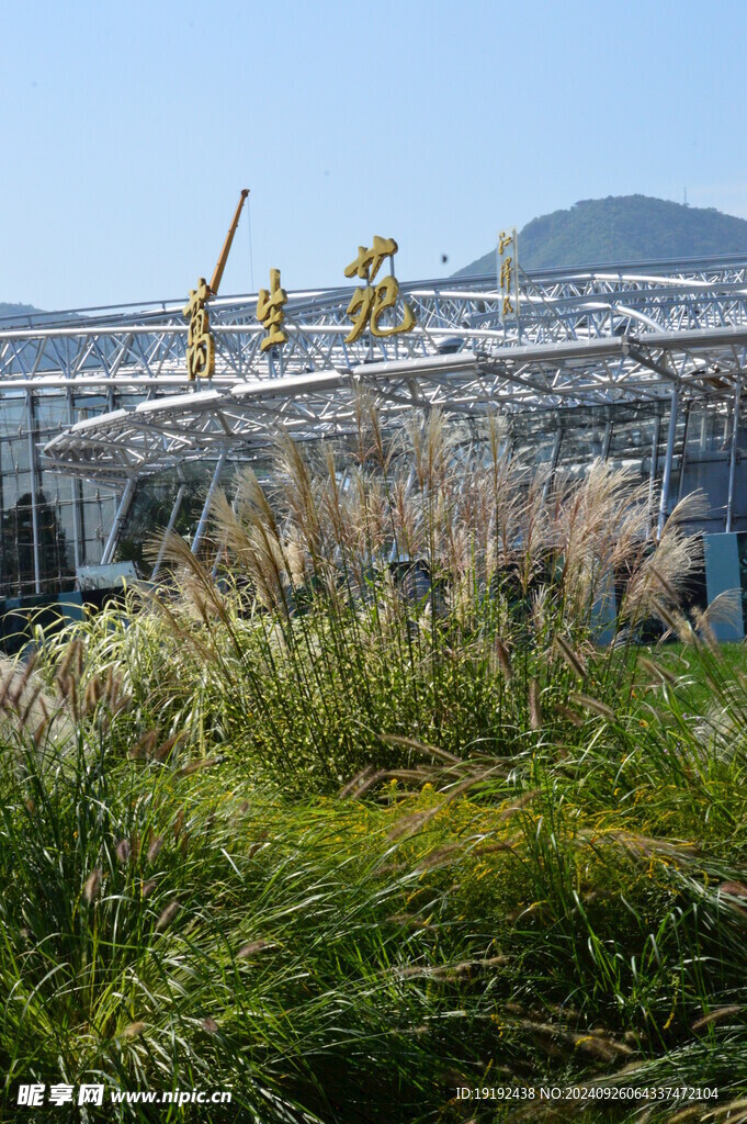 芒草风景  