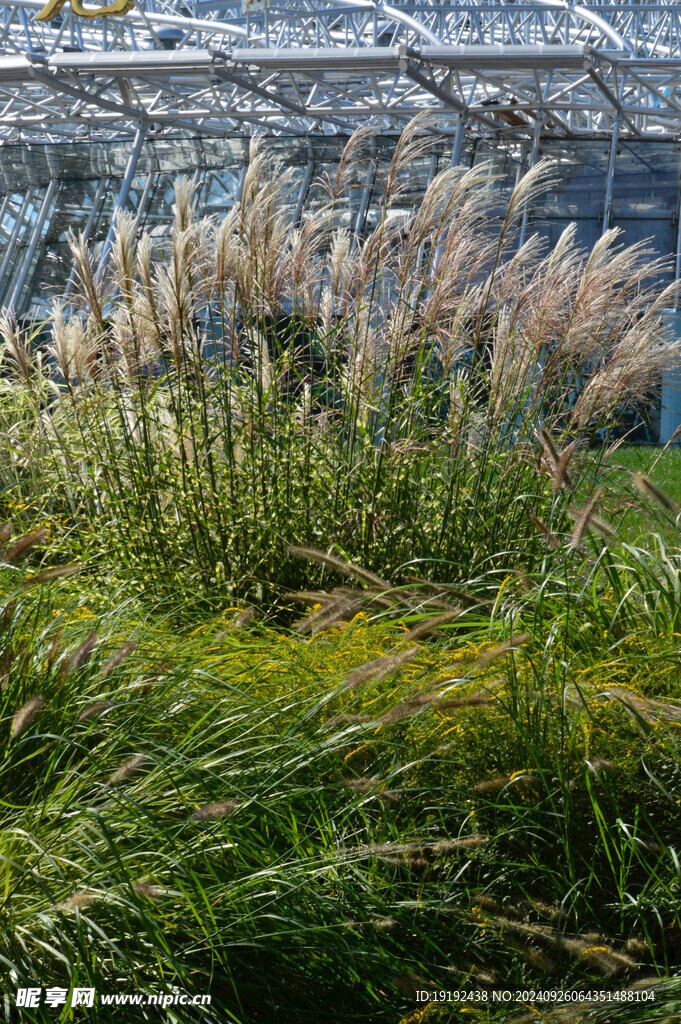 芒草风景  