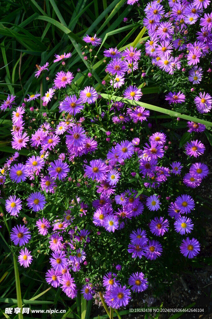 紫菀  