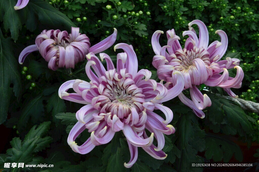 菊花  