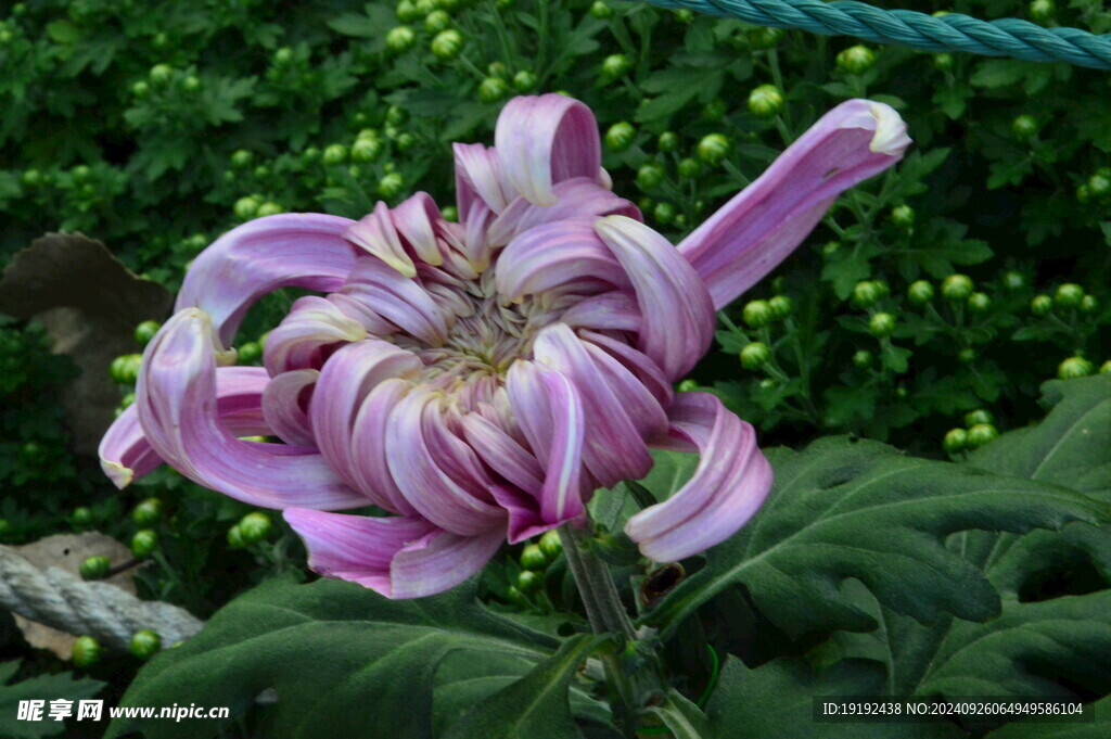 菊花 