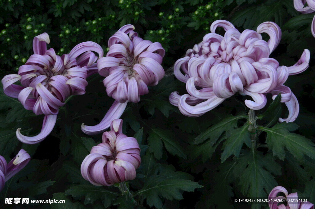 菊花 
