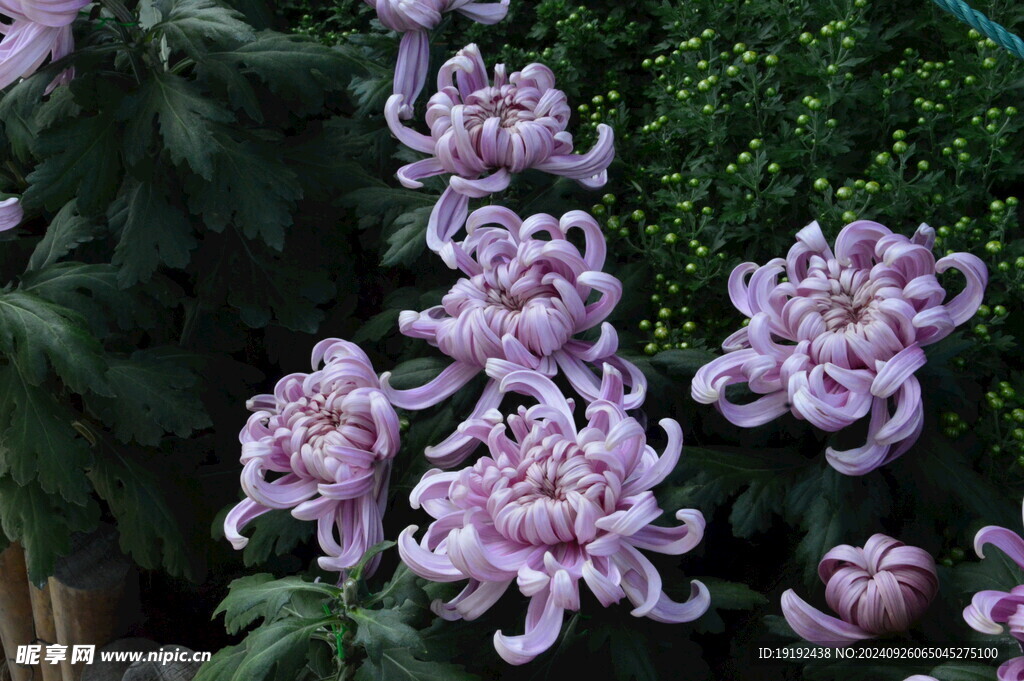 菊花  