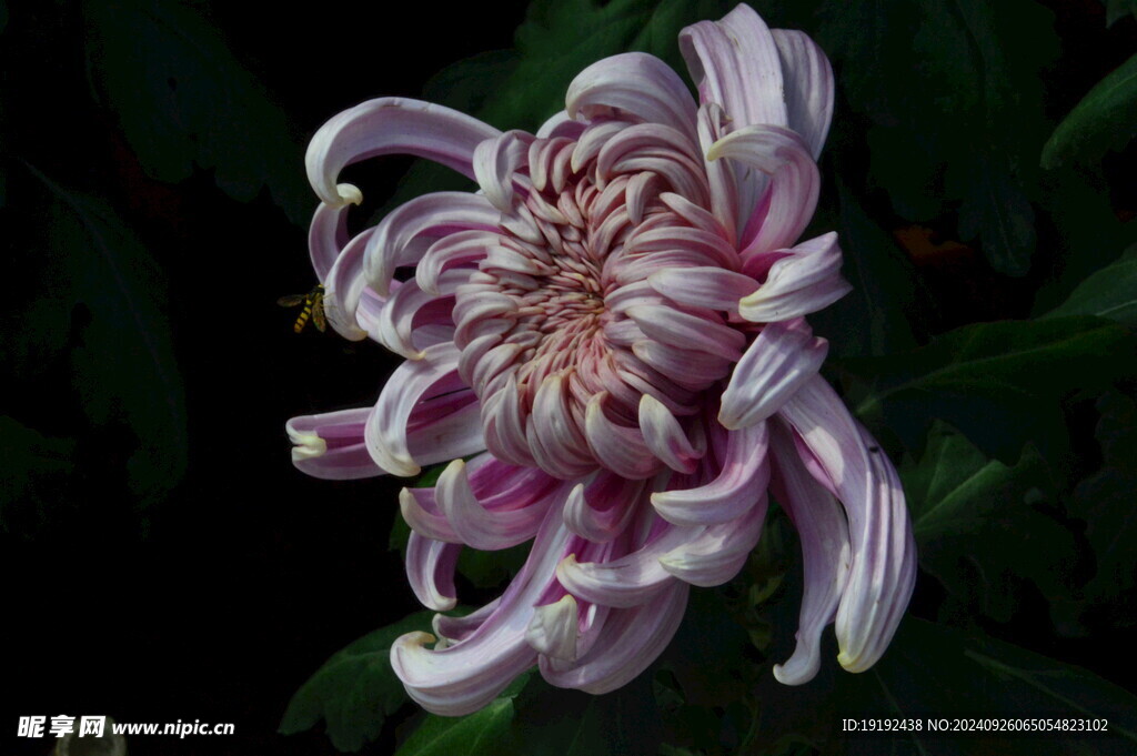 菊花  