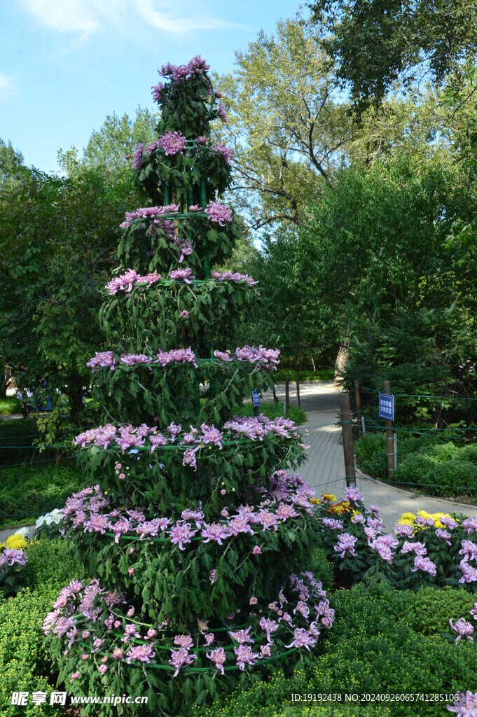 菊花 