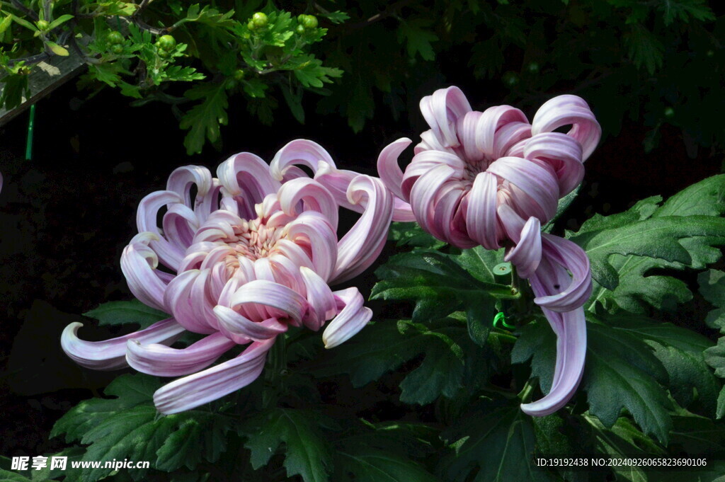 菊花 