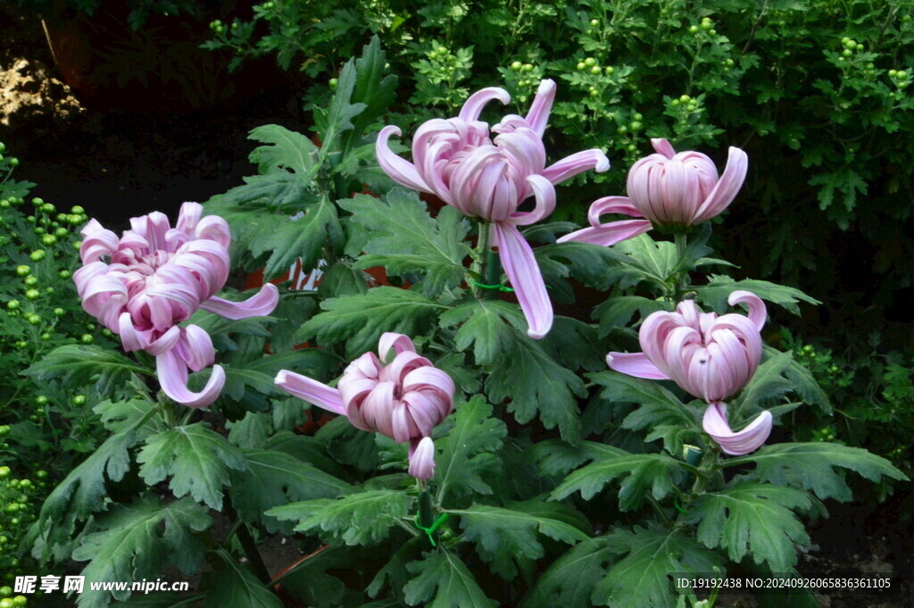 菊花  