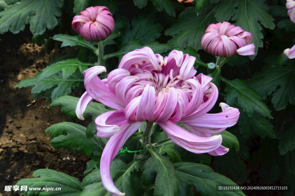 菊花  