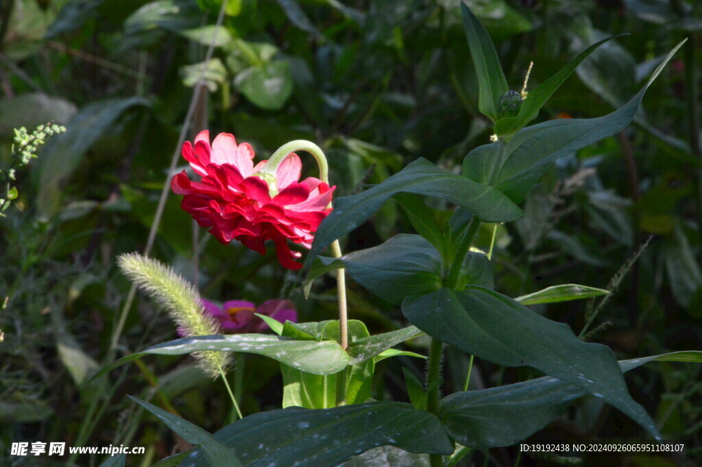 百日菊  