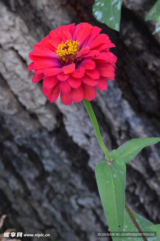 百日菊 