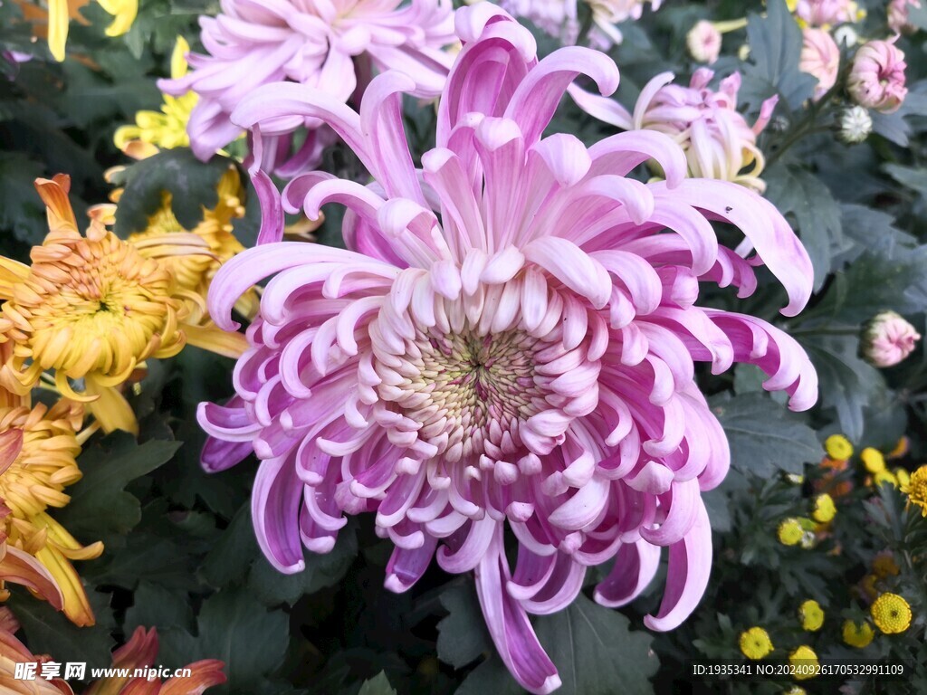 菊花图片
