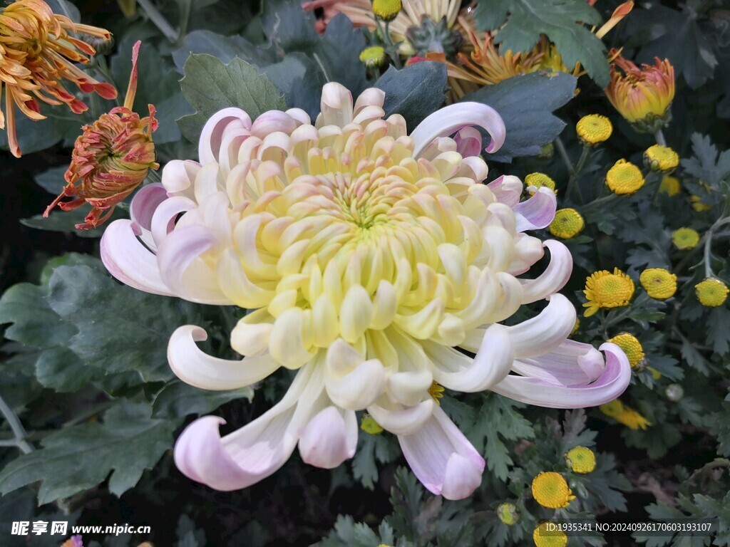 菊花图片