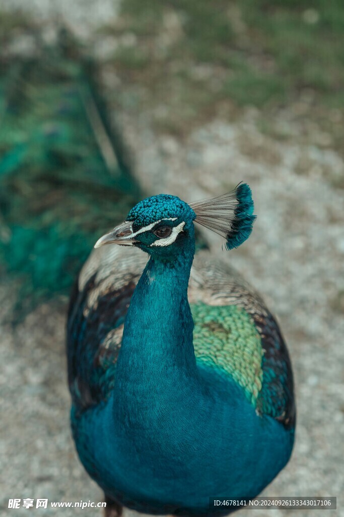 孔雀