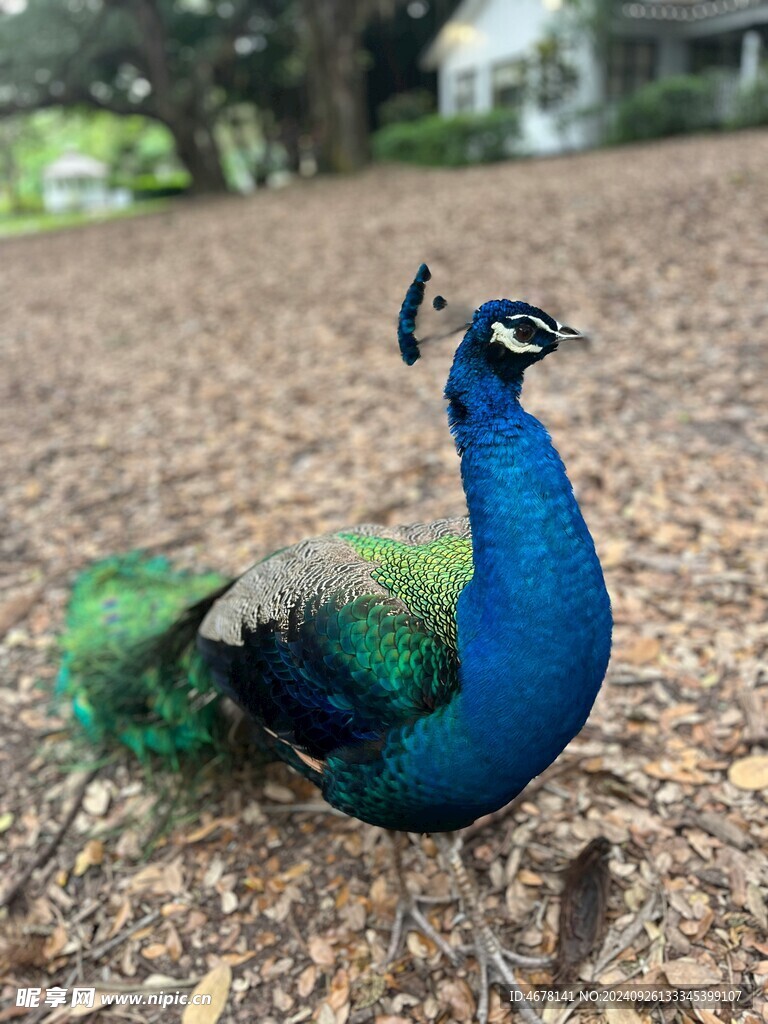 孔雀