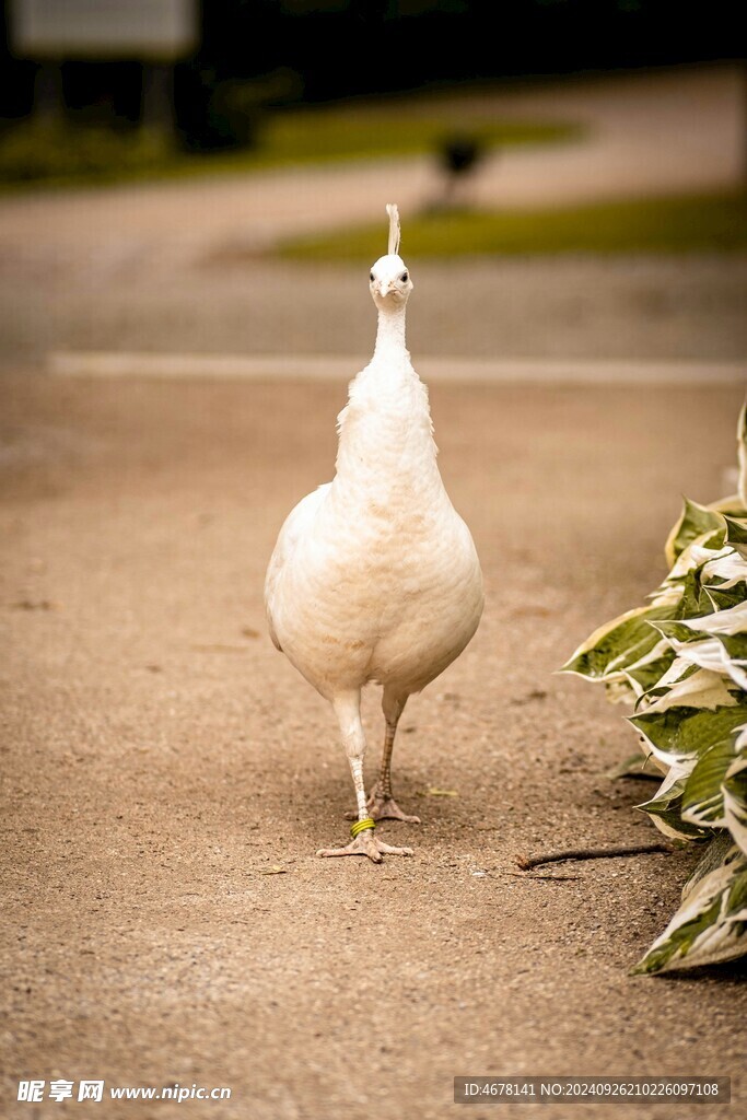 孔雀