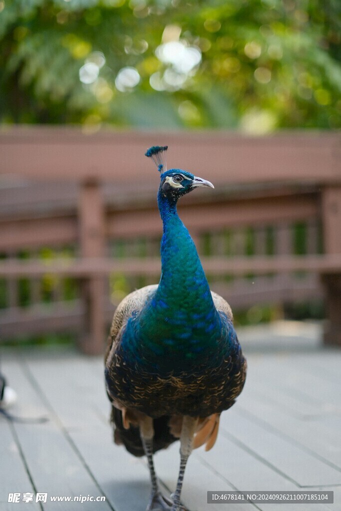 孔雀