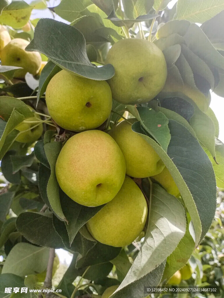 库尔勒香梨