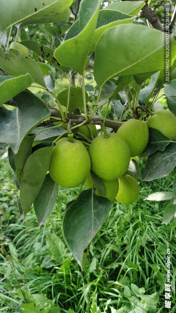 香梨