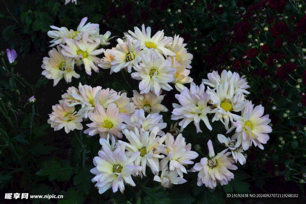 菊花 