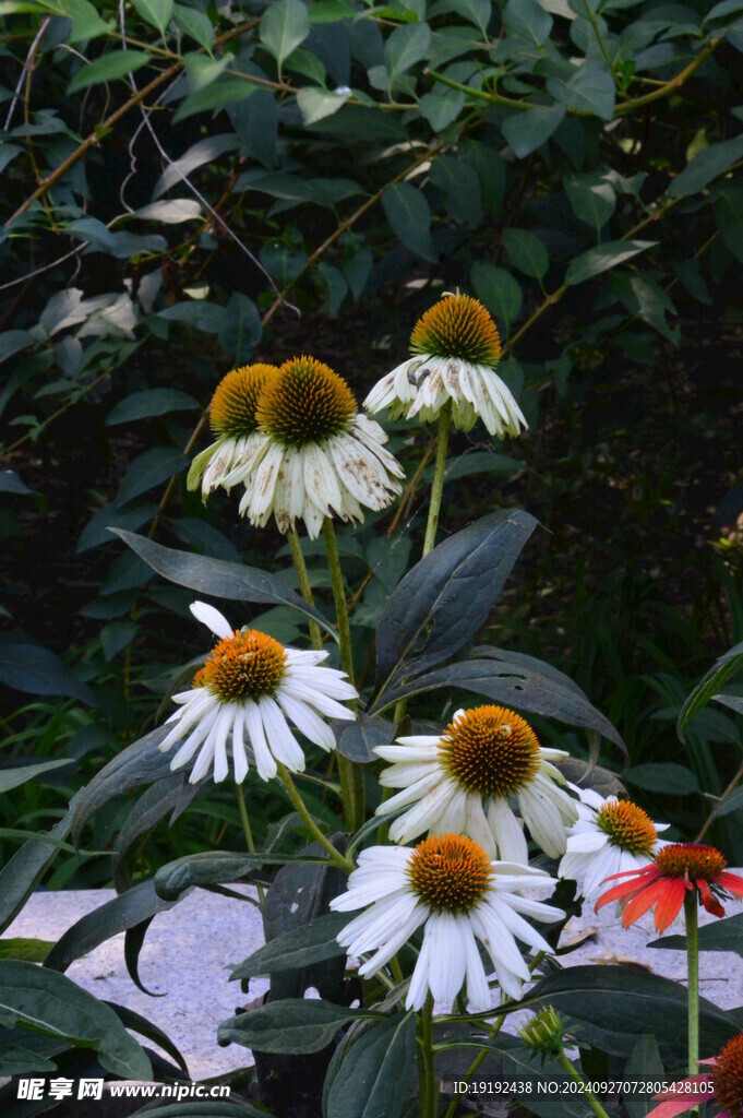 松果菊