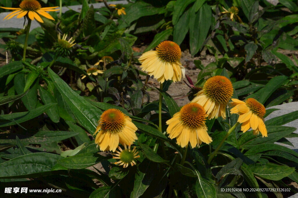 松果菊