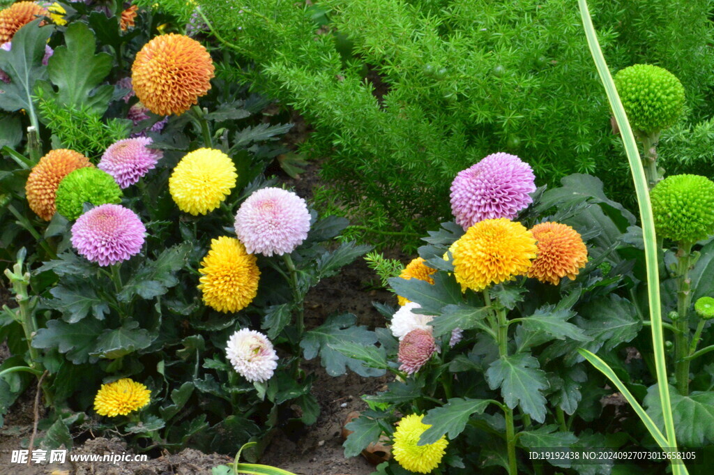 菊花  