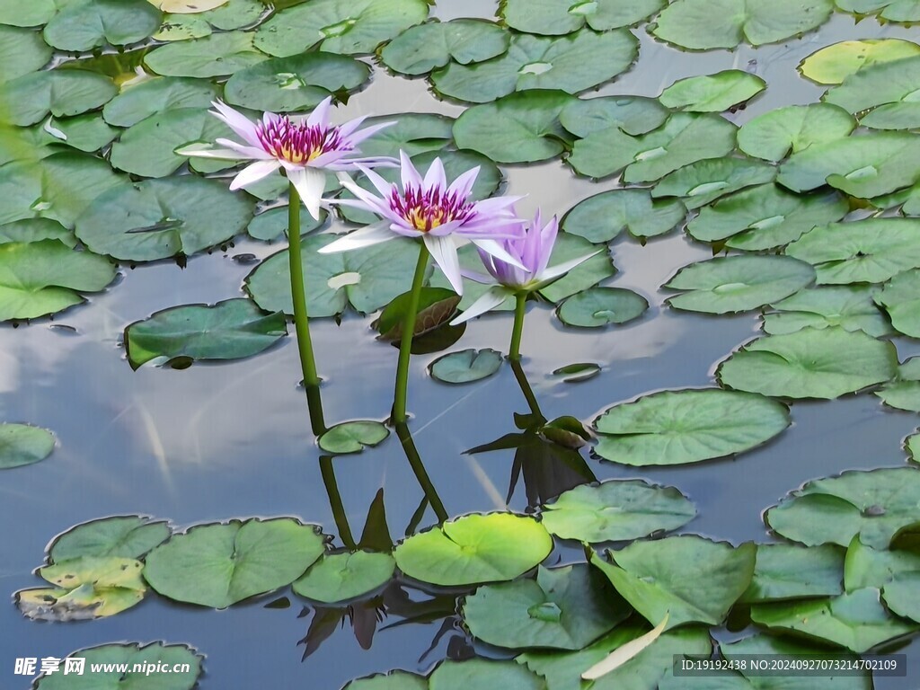 睡莲花 