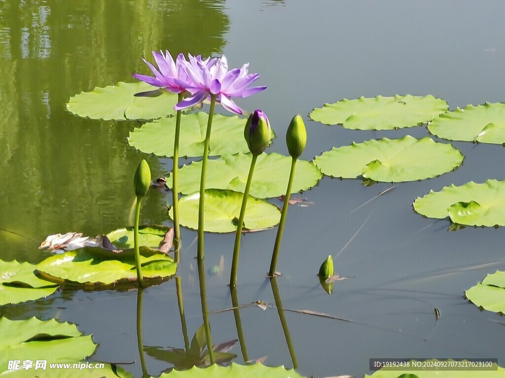 睡莲花 