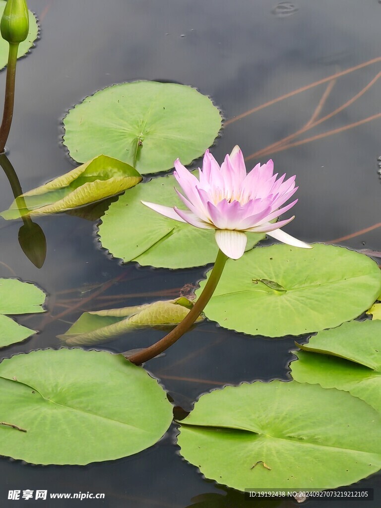 睡莲花 