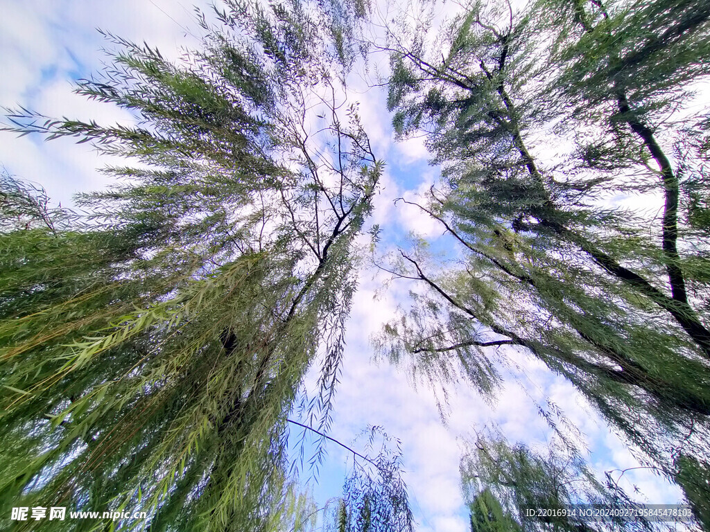 空中垂柳