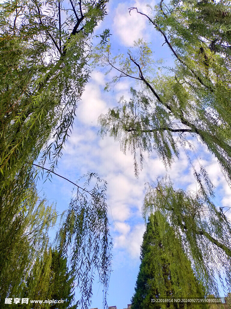 天空垂柳