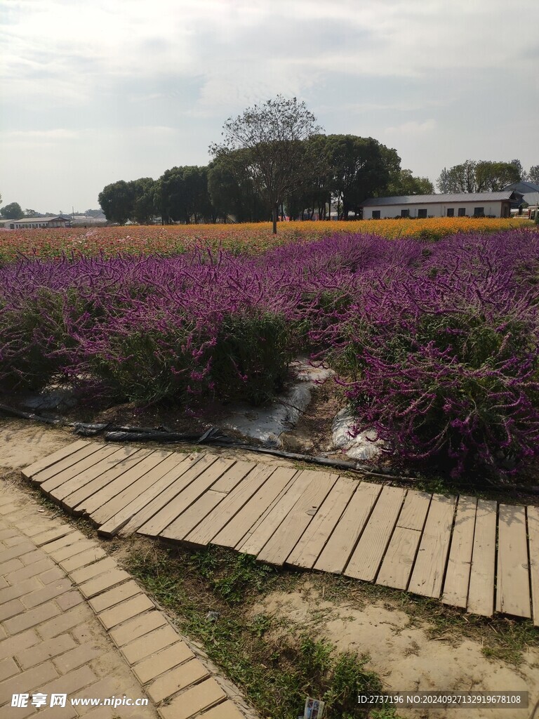 花海