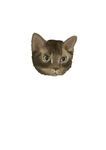 猫猫