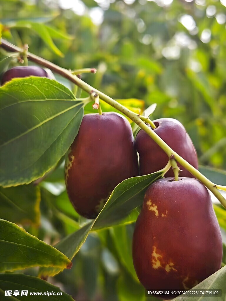 红枣栽培