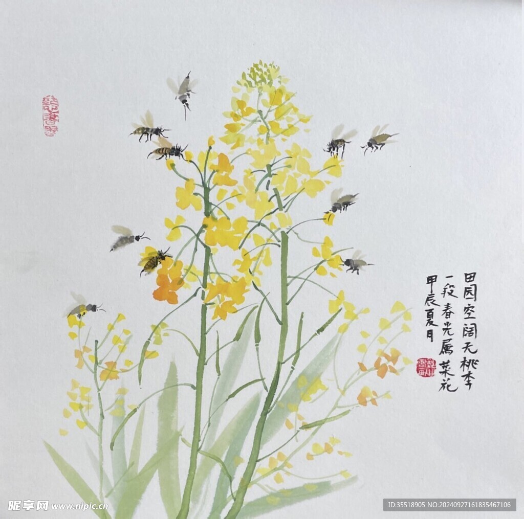 油菜花  国画