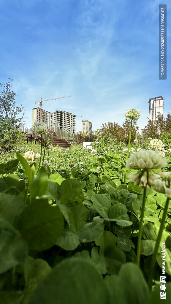 四叶草花前景