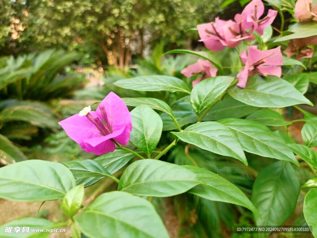 叶子花