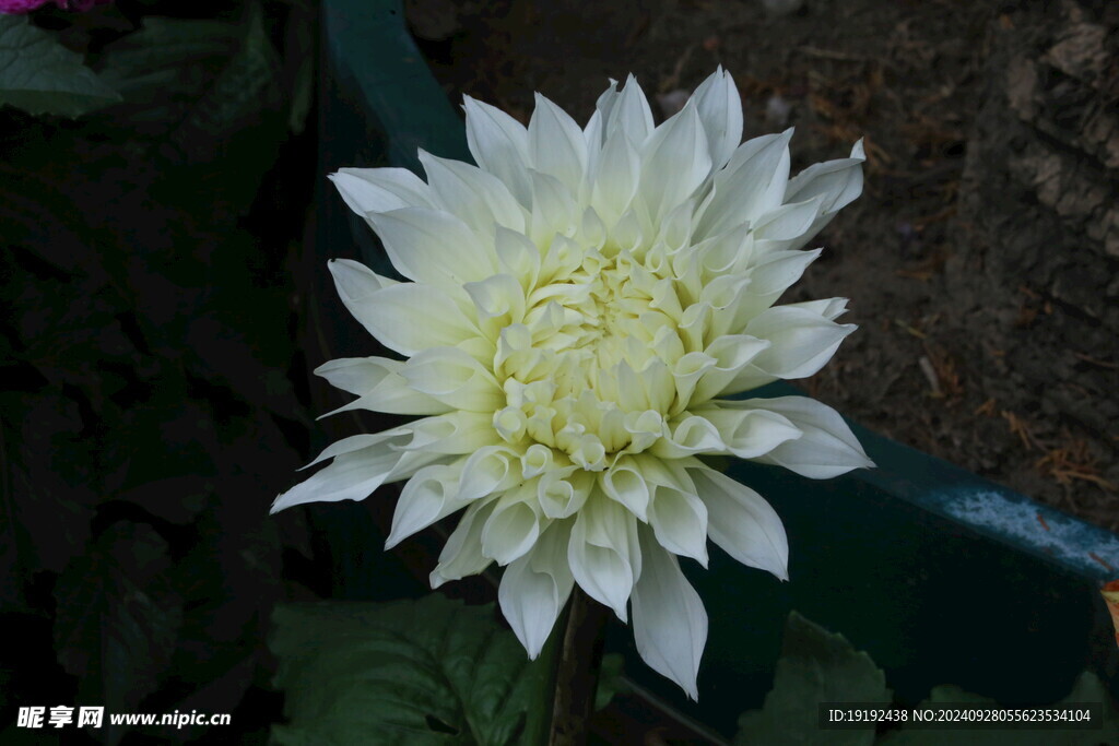 大丽花  
