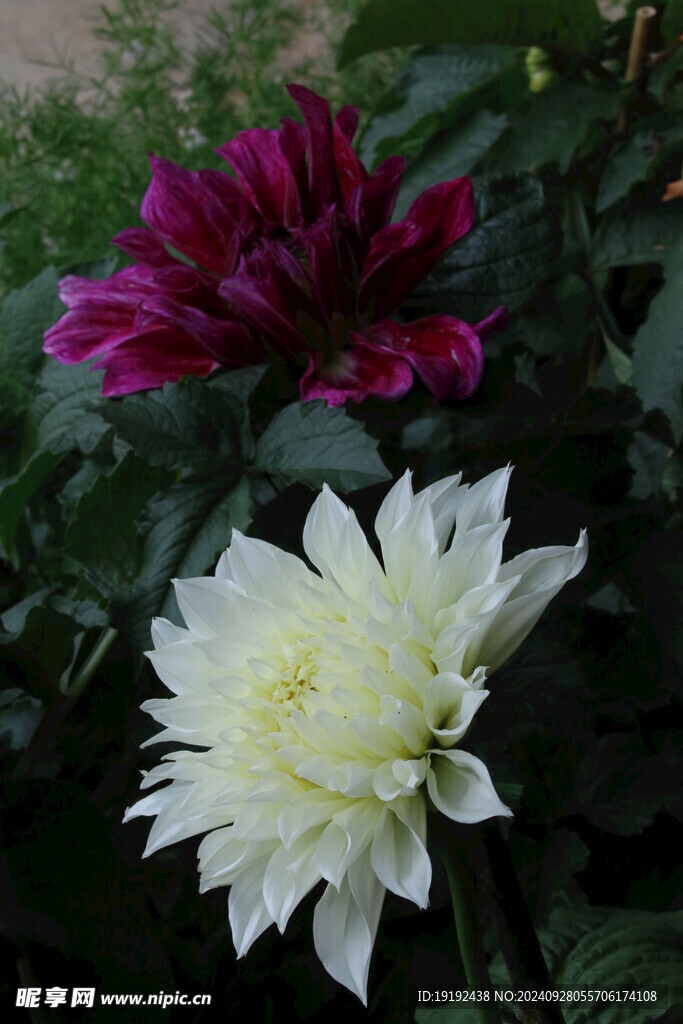 大丽花 