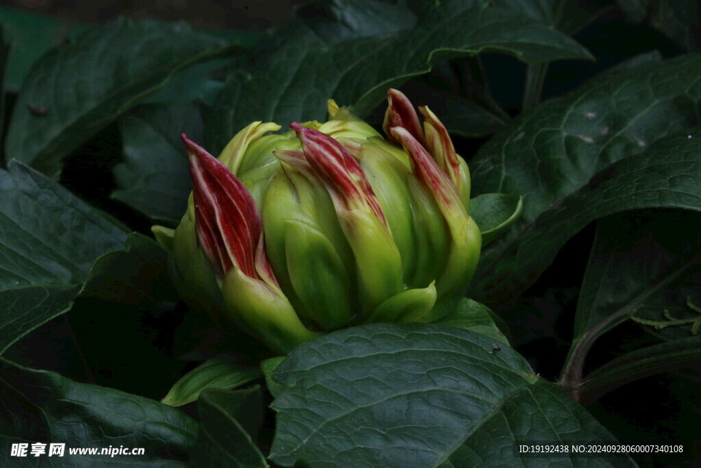 大丽花  