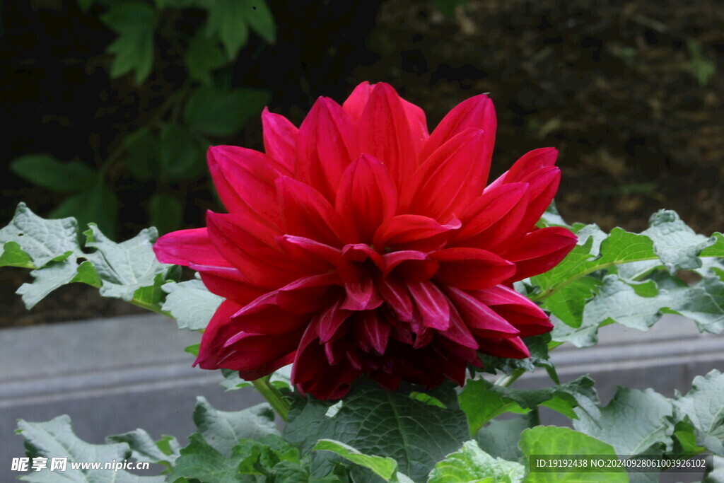 大丽花  