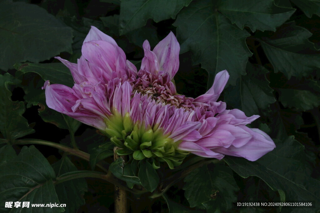 大丽花 