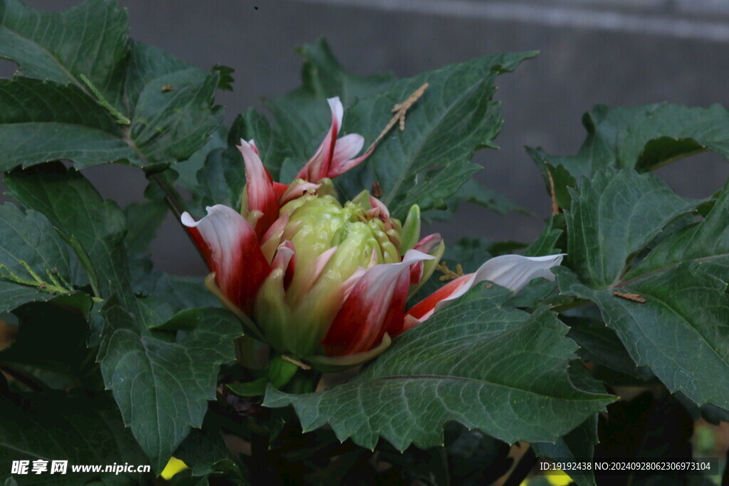 大丽花  
