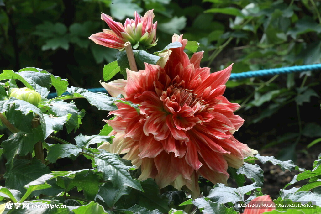 大丽花 