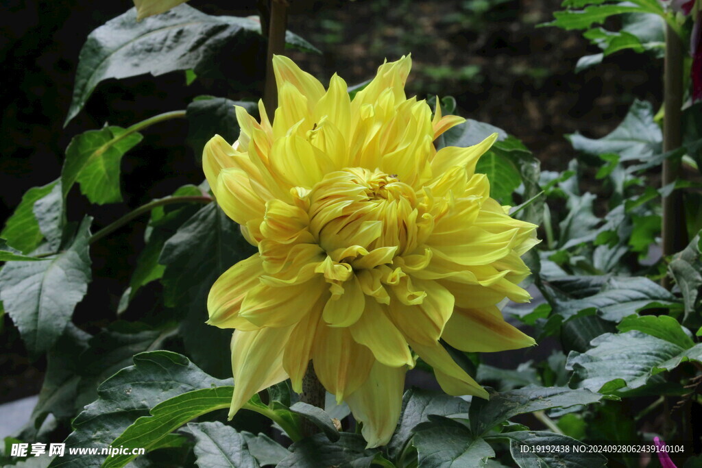 大丽花  