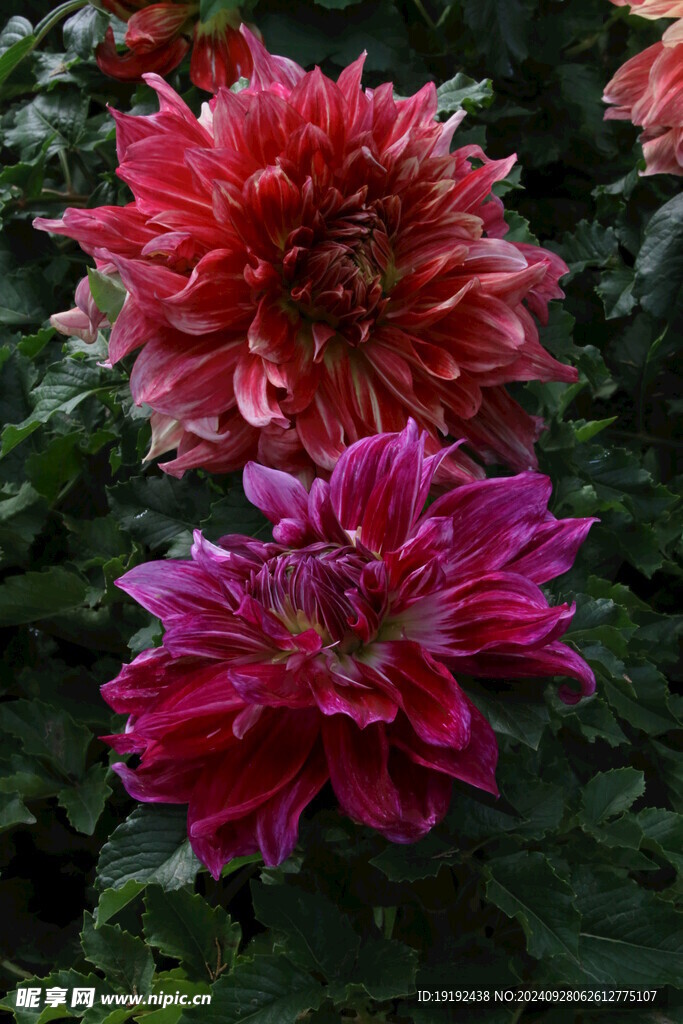 大丽花 