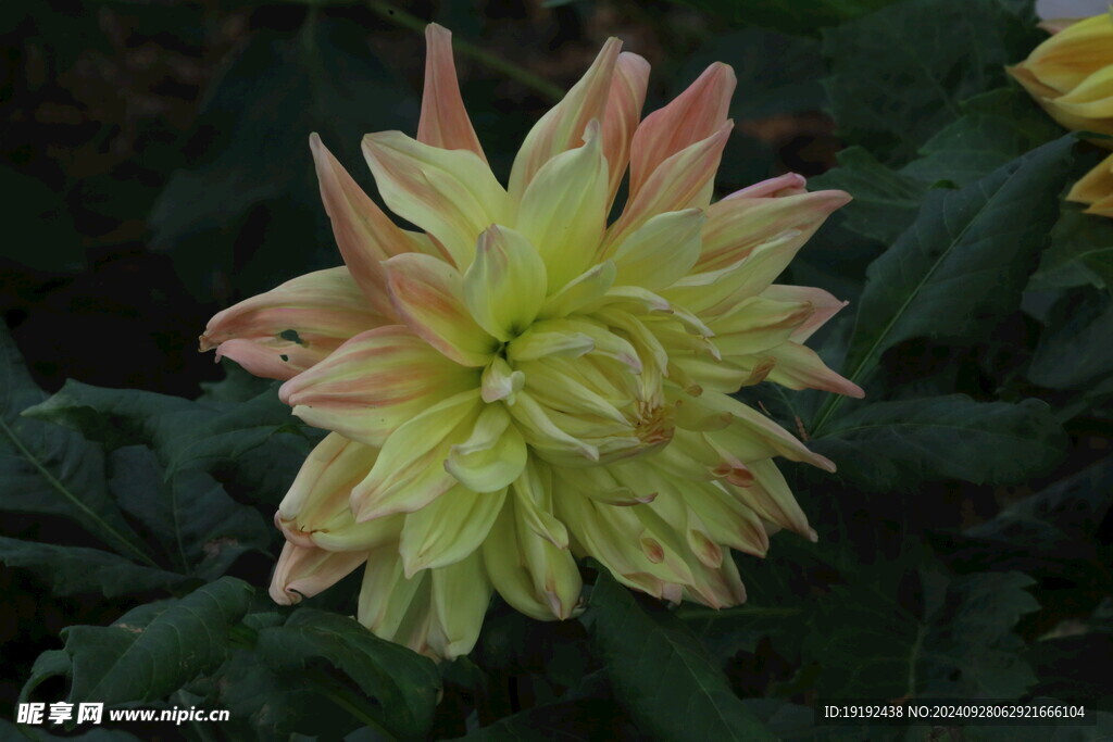 大丽花 