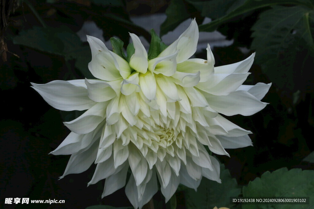 大丽花 